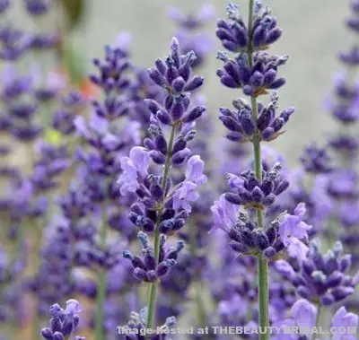 lavender flower